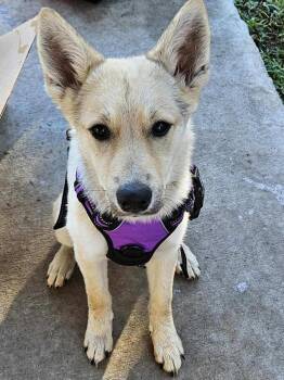 Rescue Shepherd Dogs for Adoption in Bryan, Texas - Salem | PetCurious
