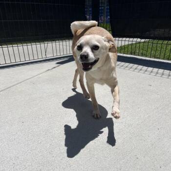 Chihuahua Dogs Available for Adoption in Long Beach, California - Bubbles | PetCurious