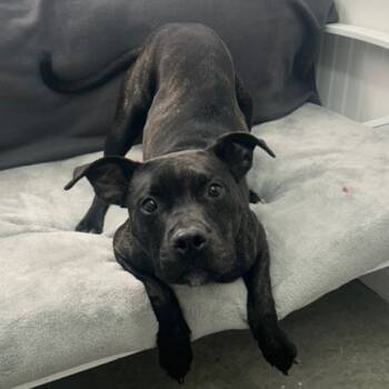 Rescue Terrier Dogs for Adoption in Butler, Kentucky - Birch | PetCurious