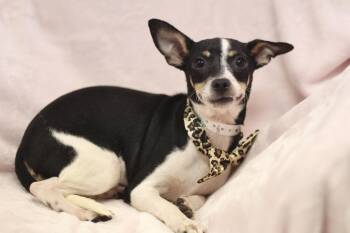 Catherine in NH. Come Meet our Adoptable Dogs Wednesday-Saturday -  Chihuahua Dog for Adoption in Manchester, New Hampshire - Catherine In NH. Come Meet Our Adoptable Dogs Wednesday-Saturday | PetCurious
