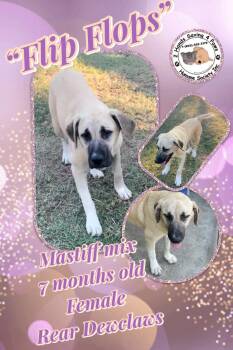 Rescue Mastiff and Great Pyrenees Dogs for Adoption in Thomson, Georgia - “FlipFlops” | PetCurious
