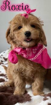 Roxie -  Goldendoodle Dog for Sale in St. Cloud, Florida - Roxie | PetCurious