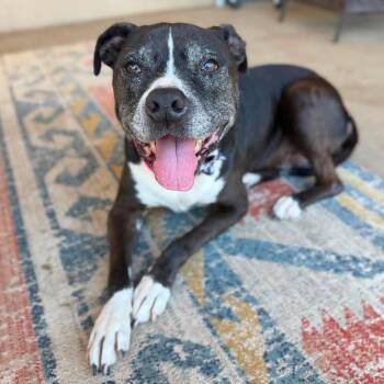Diamond -  Pit Bull Terrier Dog for Adoption in Ramona, California - Diamond | PetCurious