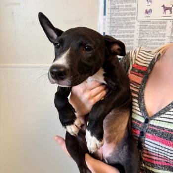 Siren (26-3W-5) -  Pit Bull Terrier and Mixed Breed Dog for Adoption in Rifle, Colorado - Siren (26-3W-5) | PetCurious