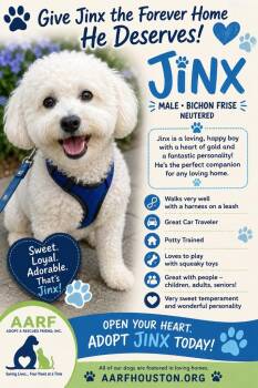 Jinx  (Prince) -  Bichon Frise Dog for Adoption in Spring, Texas - Jinx  (Prince) | PetCurious