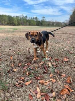 Beagle and Mixed Breed Dogs Available for Adoption - Lacy | PetCurious