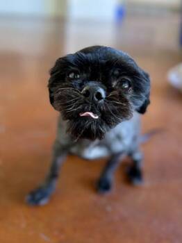 Snow-Blanc (Midnight) -  Shih Tzu and Mixed Breed Dog Available for Adoption in New Orleans, Louisiana - Snow-Blanc (Midnight) | PetCurious