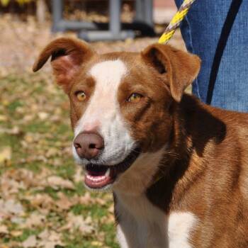 Rescue Mixed Breed Dogs for Adoption in Prescott, Arizona - Ginger | PetCurious