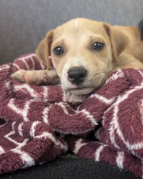 PEANUT BUTTER -  Yellow Labrador Retriever and Shepherd Dog for Adoption - PEANUT BUTTER | PetCurious