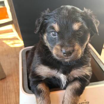 Zella -  Australian Shepherd and Mixed Breed Dog for Adoption in Evensville, Tennessee - Zella | PetCurious