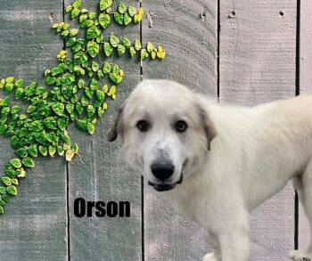 Great Pyrenees Dogs Available for Adoption in Marshville, North Carolina - Orson | PetCurious