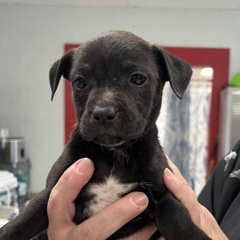 Ferrari -  Rat Terrier and Miniature Pinscher Dog for Adoption in East St. Louis, Illinois - Ferrari | PetCurious