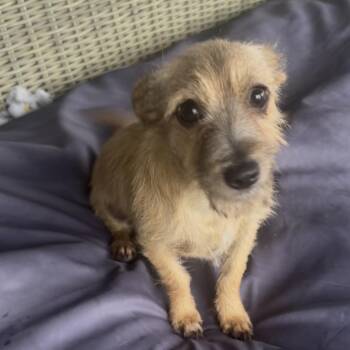 Rat Terrier Dogs Available for Adoption in Magnolia, Texas - Harry | PetCurious