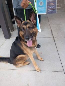 King Julien -  Mixed Breed Dog for Adoption in Atlanta, Georgia - King Julien | PetCurious