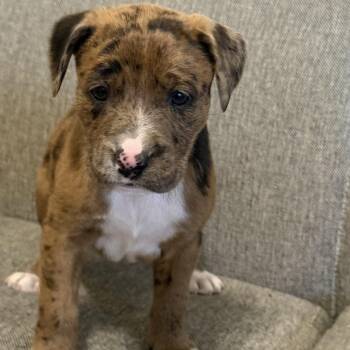 Catahoula Leopard Dog Dogs Available for Adoption - Twinkle | PetCurious