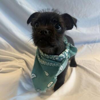 Pacer -  Mixed Breed Dog for Adoption in Canal Winchester, Ohio - Pacer | PetCurious