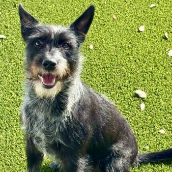 Terrier Dogs Available for Adoption in Hondo, Texas - Delaney - Playful Sweet Terrier Mix | PetCurious