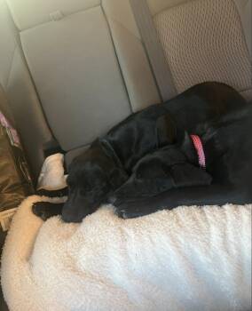 Labrador Retriever Dogs Available for Adoption in Broomfield, Colorado - Cooperstroms / Emmie | PetCurious
