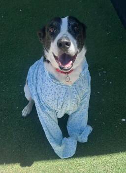 Trixie -  Border Collie and Mixed Breed Dog for Adoption in Fruit Heights, Utah - Trixie | PetCurious