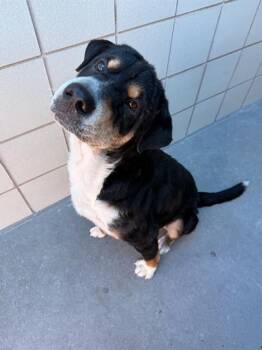 Bernese Mountain Dog Dogs Available for Adoption in Corpus Christi, Texas - BERNIE | PetCurious