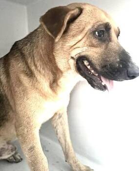 A660282 -  Belgian Shepherd Malinois and Mixed Breed Dog for Adoption in Houston, Texas - A660282 | PetCurious