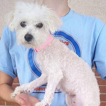 Rescue Maltese Dogs for Adoption in Carrollton, Texas - Nova | PetCurious