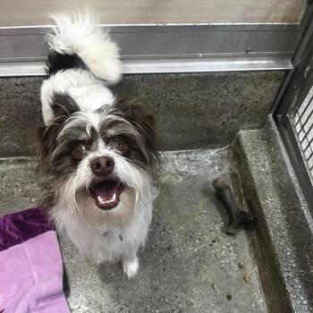 Terrier Dogs Available for Adoption in Los Angeles, California - Caravaggio | PetCurious
