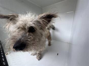 Yorkshire Terrier Dogs Available for Adoption in Houston, Texas - A656626 | PetCurious