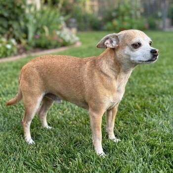 Chihuahua Dogs Available for Adoption - Champ | PetCurious