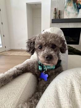 Trini -  Poodle and Mixed Breed Dog for Adoption in Fort Worth, Texas - Trini | PetCurious