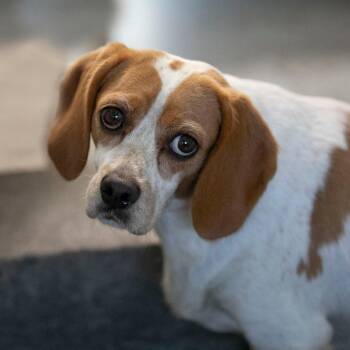 Blakeley (S26-133) -  Cavalier King Charles Spaniel and Beagle Dog for Adoption in Peyton, Colorado - Blakeley (S26-133) | PetCurious