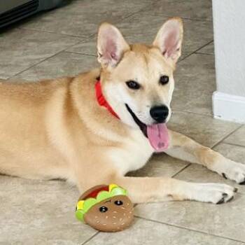 Maxx -  Alaskan Malamute and Mixed Breed Dog for Adoption in Houston, Texas - Maxx | PetCurious