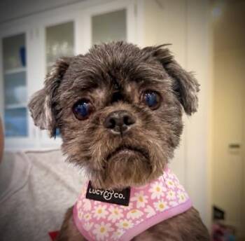 Coco Puff -  Shih Tzu Dog for Adoption in Stamford, Connecticut - Coco Puff | PetCurious