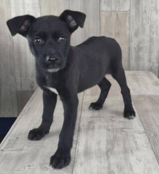 Sirius -  Pit Bull Terrier and Mixed Breed Dog for Adoption in Shreveport, Louisiana - Sirius | PetCurious