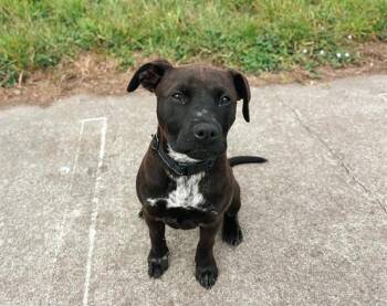 WREN -  Pit Bull Terrier and Mixed Breed Dog Available for Adoption in Mckinleyville, California - WREN | PetCurious