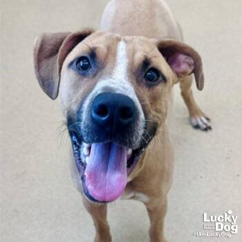 Labrador Retriever and Terrier Dogs Available for Adoption in Washington, District Of Columbia - Perry Stokley | PetCurious