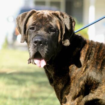Chief -  Cane Corso and Mastiff Dog for Adoption in Columbia, South Carolina - Chief | PetCurious