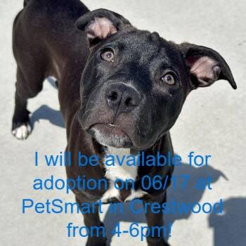 Snoop -  Pit Bull Terrier Dog for Adoption in Matteson, Illinois - Snoop | PetCurious