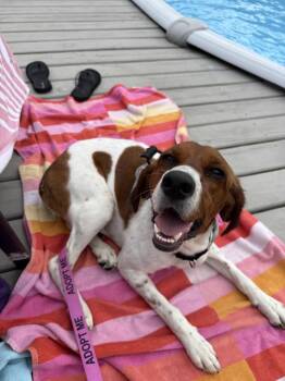 Tilly -  English Coonhound and English Springer Spaniel Dog for Adoption in Cincinnati, Ohio - Tilly | PetCurious