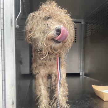 Candace -  Miniature Poodle Dog for Adoption in Edinburg, Texas - Candace | PetCurious