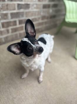 Rescue Rat Terrier and Corgi Dogs for Adoption in Dalton, Georgia - Oreo | PetCurious