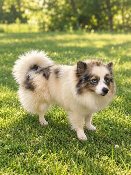 Pattie -  Pomeranian Dog for Adoption in Waldorf, Maryland - Pattie | PetCurious
