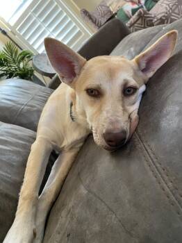 Shepherd and Husky Dogs Available for Adoption - Audrey | PetCurious