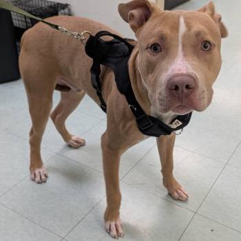 Rescue Mixed Breed Dogs for Adoption in Philadelphia, Pennsylvania - Hammie | PetCurious