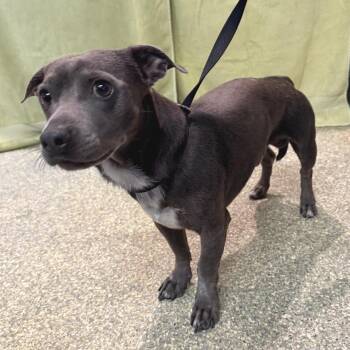 Jam - Chino Hills Location -  Dachshund and Mixed Breed Dog for Adoption in Chino Hills, California - Jam - Chino Hills Location | PetCurious