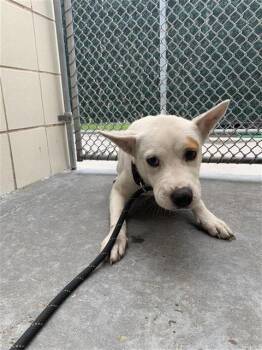 Australian Cattle Dog Blue Heeler and Mixed Breed Dogs Available for Adoption in Corpus Christi, Texas - MISFOOT | PetCurious