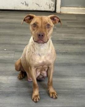 Ada Joyce -  Pit Bull Terrier and Mixed Breed Dog Available for Adoption in West Memphis, Arkansas - Ada Joyce | PetCurious