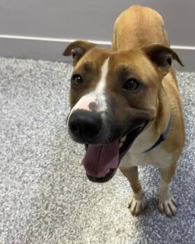 Pit Bull Terrier Dogs Available for Adoption in Las Vegas, Nevada - Chance | PetCurious