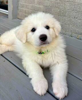 Great Pyrenees Dogs Available for Adoption in Nashville, Tennessee - Lexie | PetCurious