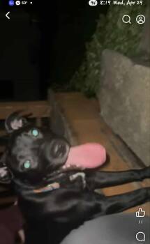 Black Labrador Retriever Dogs Available for Adoption in Burlington, Iowa - Baxter | PetCurious